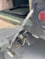 Preview: Hmmwv Humvee Tailgate Chain Kette für Heckklappe rechts