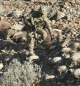Preview: 52d Ordnance Group Multicam OCP Patch