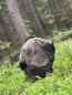 Preview: BW Poncho Flecktarn mit IRR Beschichtung