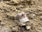 Preview: Helikon Tex Desert Refresh Trucker Cap - 6 Color Desert