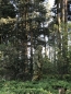 Preview: Helikon-Tex WINDRUNNER Lightweight Windshirt - Nylon - Pencott® WildWood®
