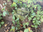 Preview: AB Kabano Boonie IRR MultiCam® Tropic™