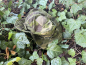 Preview: AB Kabano Boonie IRR MultiCam® Tropic™