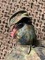 Preview: BW Halstuch Flecktarn (Spuck- und Rotzbremse)