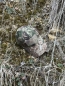 Preview: Phantomleaf WASP I Z2 TACTICAL BASEBALL CAP