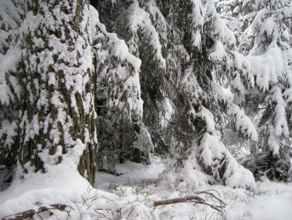 TACGEAR Einsatzhose Spezialkräfte Schneetarn